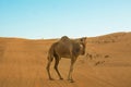 Dromedary walking through desert dunes wahiba sands at sunset Oman Royalty Free Stock Photo