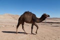 Dromedary in the Sahara desert Royalty Free Stock Photo