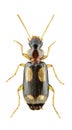 Dromius quadrimaculatus