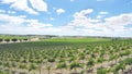 Drone aerial views of rows of grapevines and scenic landscape