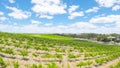 Drone aerial views of rows of grapevines and scenic landscape