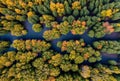 Drone aerial perspective over a dense autumn canopy in a forest. AI generated. Royalty Free Stock Photo
