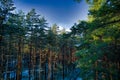 Drone aerial shot of green pine forests and spring birch groves with beautiful texture of golden treetops. Sunrise in Royalty Free Stock Photo