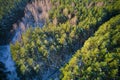 Drone aerial shot of green pine forests and spring birch groves with beautiful texture of golden treetops. Sunrise in Royalty Free Stock Photo