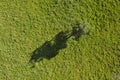 Drone aerial view of green field and tree Royalty Free Stock Photo