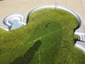 Drone aerial view of a swimming pool with green water in autumn