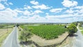 Drone aerial views of rows of grapevines and scenic landscape