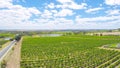 Drone aerial views of rows of grapevines and scenic landscape