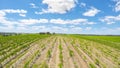 Drone aerial views of rows of grapevines and scenic landscape