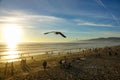 DRONE: Beautiful shot of seagulls flying over Santa Monica Beach at sunset Royalty Free Stock Photo