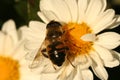 Drone bee on the Flower Chrysanthemum Royalty Free Stock Photo