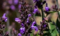 Drone bee pollinating lavender flowers Royalty Free Stock Photo