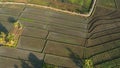 Drone or bird eyeview of bali Rice Field