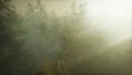 Drone breaking through the fog to show redwood and pine tree Royalty Free Stock Photo