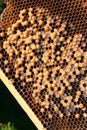 Drone brood in a beehive