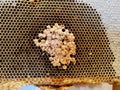 Drone Brood and Mites Royalty Free Stock Photo