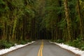 DRONE: Cinematic shot of old mossy trees surrounding the empty asphalt road.