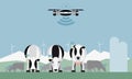 Drone counts cows. Robot shepherd. Royalty Free Stock Photo