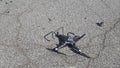 Drone Crash Quadcopter wreckage