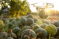 Drone delivers watermelons from the agricultural field