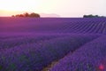 DRONE: Evening sun rises from behind hills and illuminates fields of lavender.