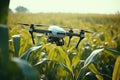 Drone Explores Smart Farming Technology In Corn Field