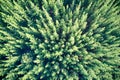 Drone field of view of pine forest plantation forming patterns in nature and abstract backgrounds in Western Australia