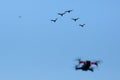 Drone filming and birds return to their nests in the late afternoon