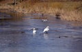 Drone filming pair white swans on spring river ice