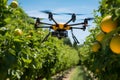 Drone flies over fruit trees. Smart farming and precision agriculture