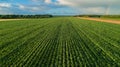 Drone flight and aerial view over a corn field