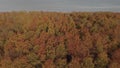 Drone flight over the tops of the autumn forest. Orange trees. Beautiful landscape