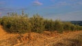 Drone fly by row of olive trees in Tuscan farmland at sunset, Italy.