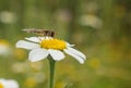 Drone Fly on Camomilla tomentosa flower Royalty Free Stock Photo