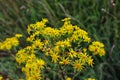 Drone Fly on Common Ragwort Royalty Free Stock Photo