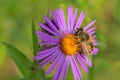 Common Drone Fly - Eristalis tenax Royalty Free Stock Photo