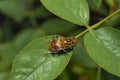 Drone Fly , Eristalinus punctulatus close up near Pune, Maharashtra. Royalty Free Stock Photo