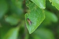 Drone Fly (Eristalis pertinax), a hoverfly honeybee mimic. On plum leaf