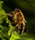 Drone fly Eristalis tenax resting on a tree leaf, UK