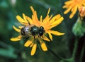 The drone fly (Eristalis tenax), fly pollinates a flower, close-up