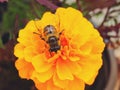 Drone fly on French marigold Royalty Free Stock Photo