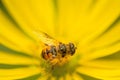 Drone fly, hoverfly on yellow flower Royalty Free Stock Photo