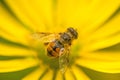 Drone fly, hoverfly on yellow flower Royalty Free Stock Photo