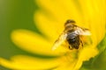 Drone fly, hoverfly on yellow flower Royalty Free Stock Photo