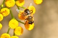 Drone fly, hoverfly on yellow flower Royalty Free Stock Photo