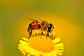 Drone fly, hoverfly on yellow flower Royalty Free Stock Photo