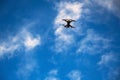 Drone flyin high in clouds Royalty Free Stock Photo