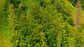 Aerial view trees on the sidehill