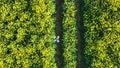 Agriculture Drone Surveying Crops Before Harvest