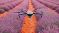 Drone flying over a lavender field Royalty Free Stock Photo